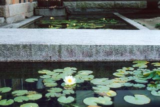 大原美術館の睡蓮